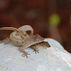 The brown anole