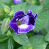 Torenia