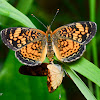 Crescent Butterfly