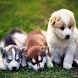 3D cute dogs 1