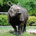 Greater One Horned Rhinoceros