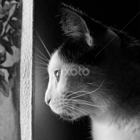 What's Outside? by Dallas Landriault - Animals - Cats Portraits