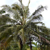 Coconut Tree - Hana, Maui