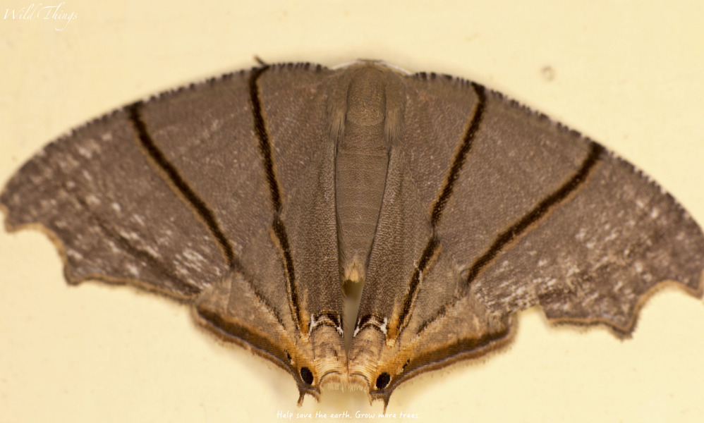 Uranid moth