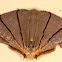 Uranid moth