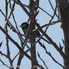 Great Tit; Carbonera Común