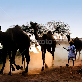 Camel Trader by Sampurna Sarkar - People Street & Candids