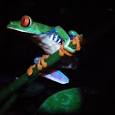 Red eyed tree frog