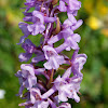 Fragrant Orchid