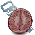 Sliced Sapiens logo
