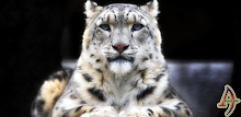 Snow Leopard XZ Theme APK