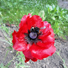 red tulip type flower