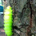 Polyphemus moth caterpillar