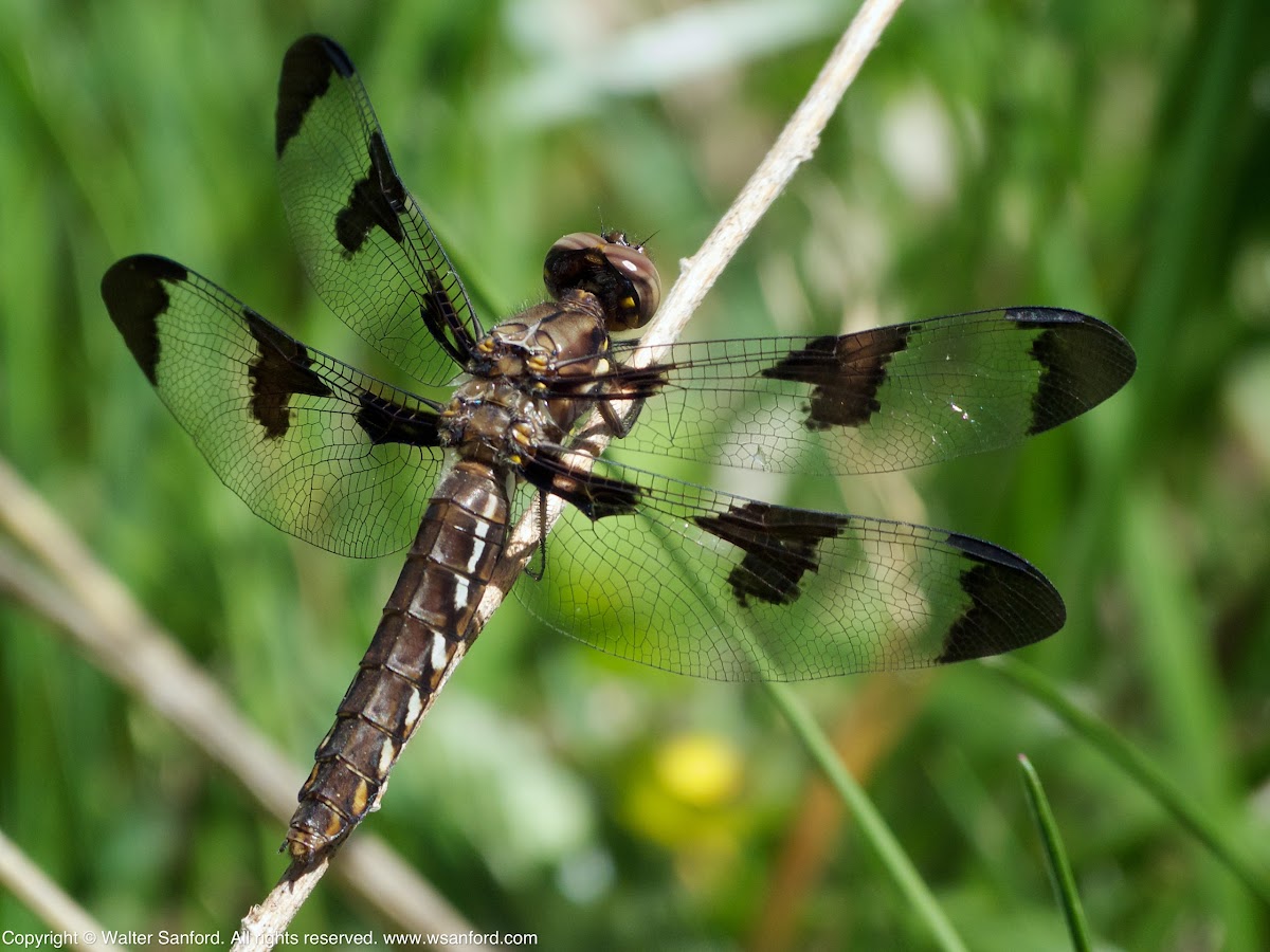 Common Whitetail dragonfly (female)