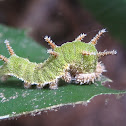 California Sister Caterpillar