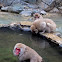 Japanese Macaque or Snow monkey