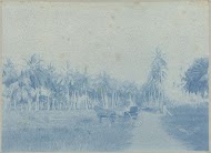 Kokospalmen, Coronie