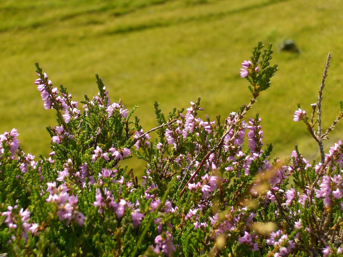 Common heather | Project Noah