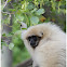 The lar gibbon