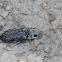 Eyed Click Beetle