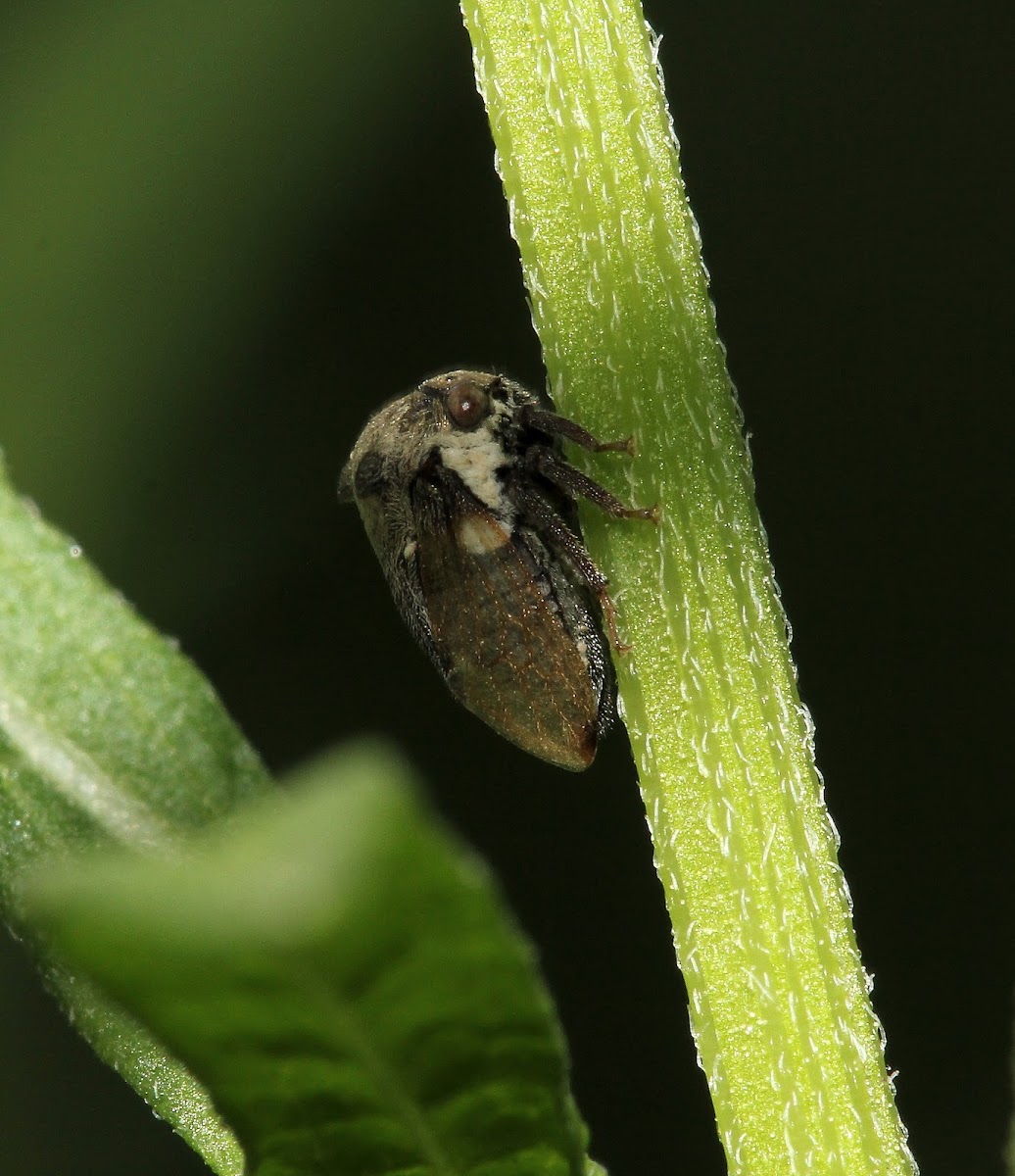 Treehopper