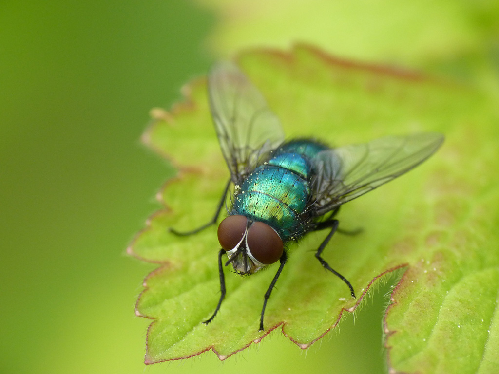 Schmeißfliege