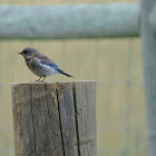 Eastern Bluebird (juvenile)