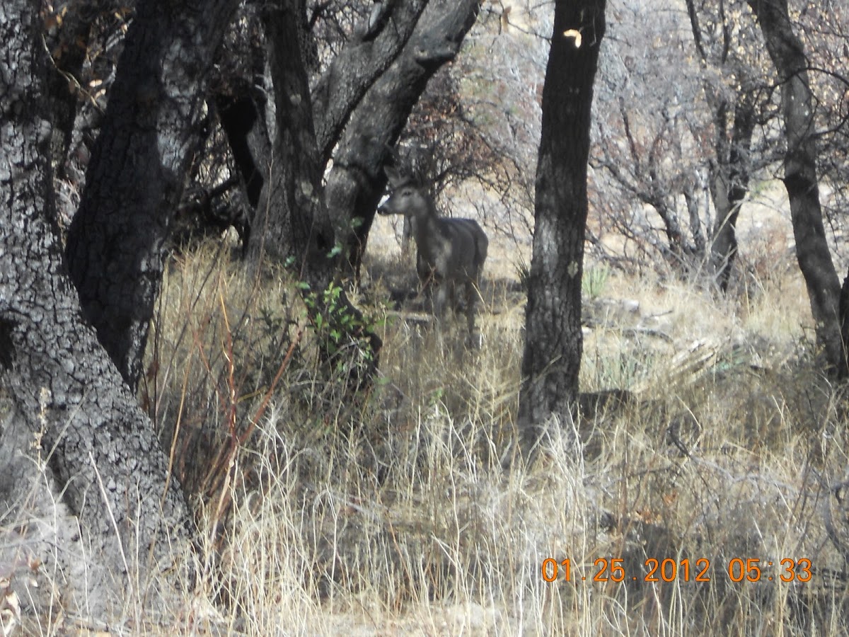 Coues White-tail Deer