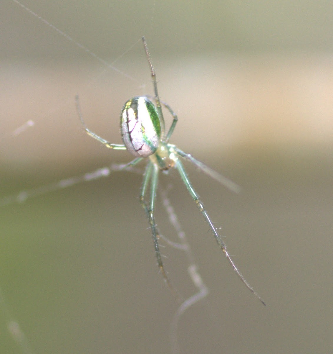 Silver vlei spider