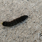 Velvet Armyworm Moth Caterpillar