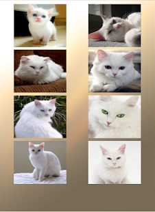 Download White Cat Puzzle APK for Android