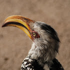 Yellow-billed Hornbill