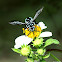 波琉璃紋花蜂 Thyreus decorus