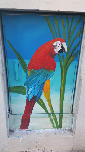 Parrot Street Art
