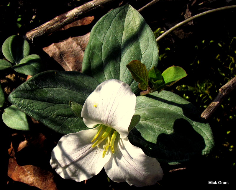 Snow Trillium