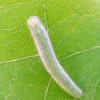 Brimstone Caterpillar
