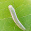 Brimstone Caterpillar