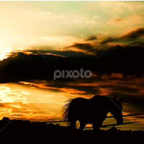 by Árpád Kovacsevics - Landscapes Sunsets & Sunrises