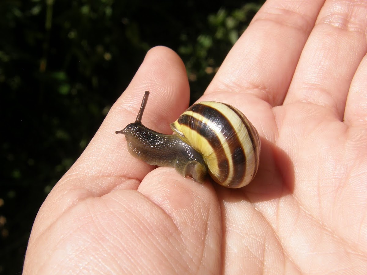 Grove and/or White-lipped snail