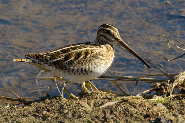 Wilson's Snipe | Project Noah