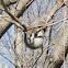 Eastern Gray Squirrell