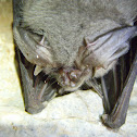 Vesper bat