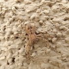 Selenops Flat Spider