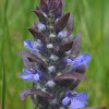 Common Bugle