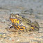 Fire-bellied toad