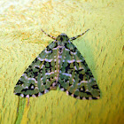 Patterned Moth
