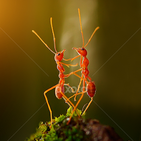 the dancing ants by Rhonny Dayusasono - Animals Insects & Spiders