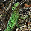 Mexican spiny-tailed iguana baby