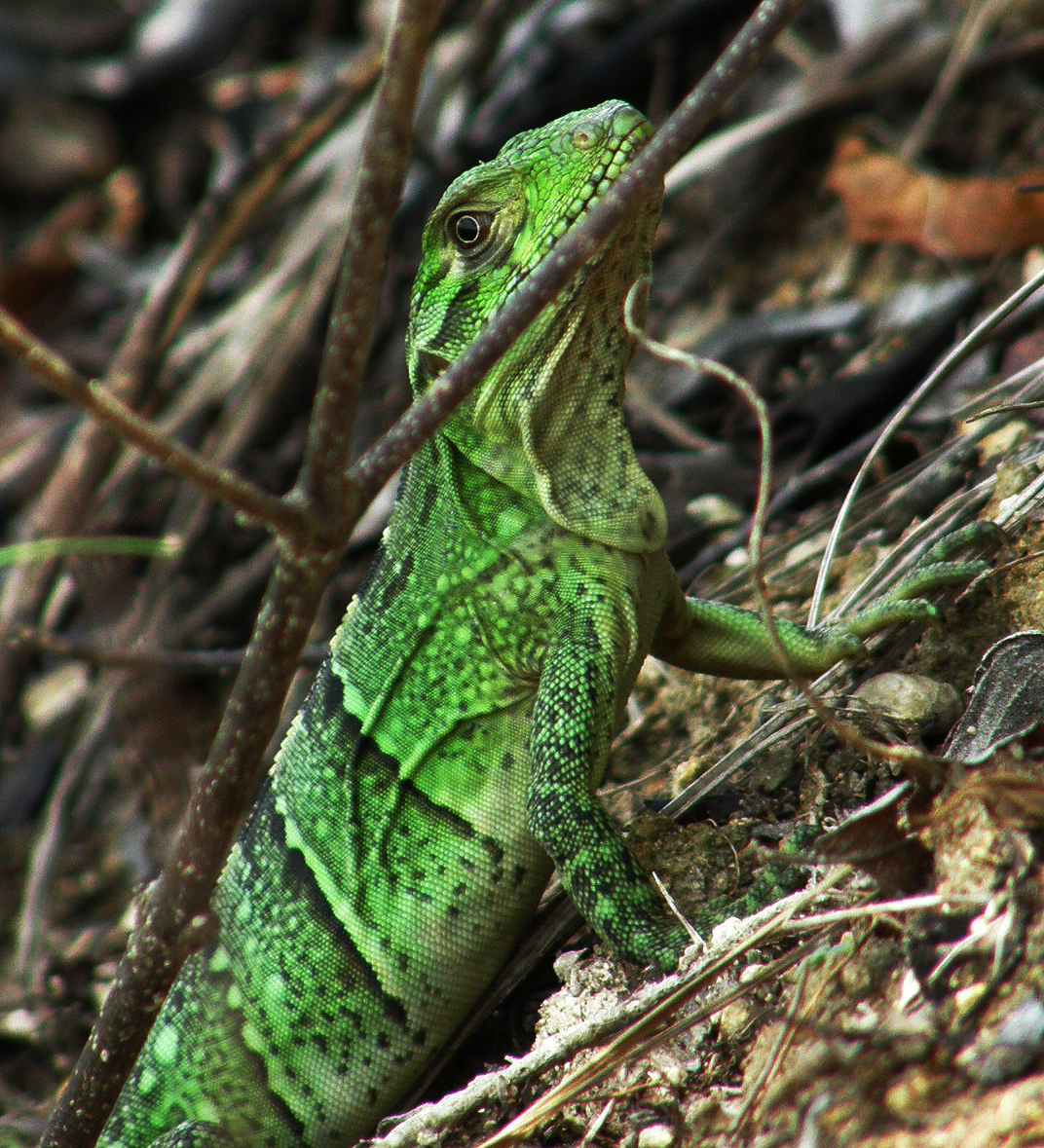 Mexican spiny-tailed iguana baby