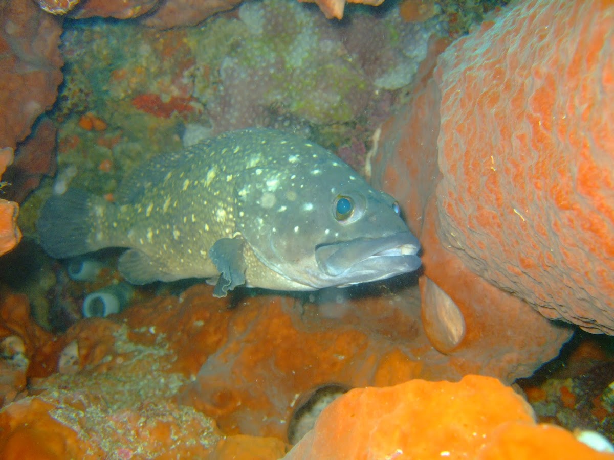 White Spotted Grouper 